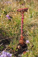 Sempervivum