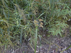 Cyperus glomeratus
