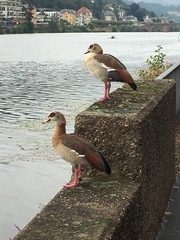 Alopochen aegyptiaca