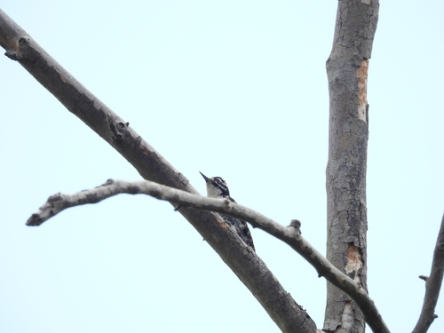 iNaturalist observation photo of Nuttall's Woodpecker