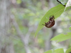Graptopsaltria nigrofuscata