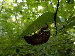 Graptopsaltria nigrofuscata