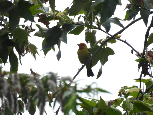 iNaturalist observation photo of Western Tanager
