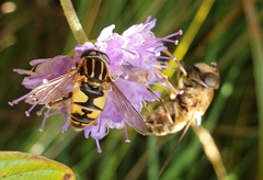 Helophilus pendulus