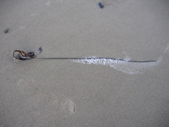 Laminaria sinclairii