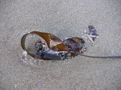 Laminaria sinclairii