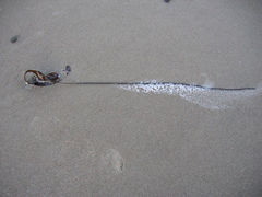 Laminaria sinclairii