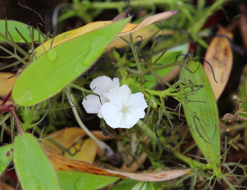 Rhamphicarpa longiflora