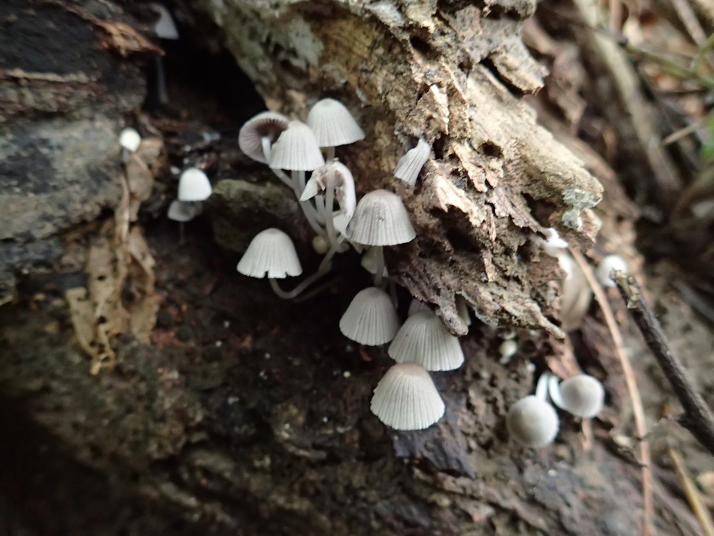 Coprinellus disseminatus · August 2019 · photo: © leaf0605 (iNaturalist, cc0)