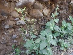 Nicotiana paniculata