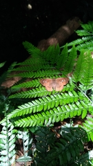 Seseria formosana