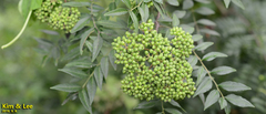 Zanthoxylum schinifolium