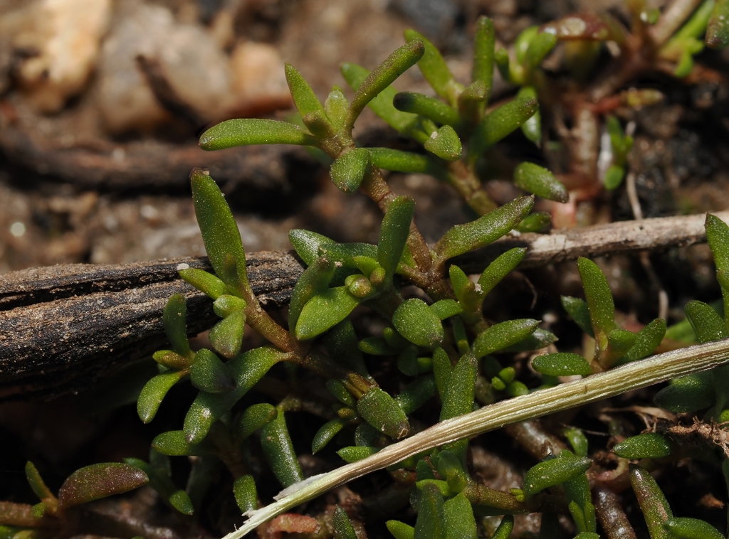 Crassula longipes 2