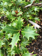 Osmanthus