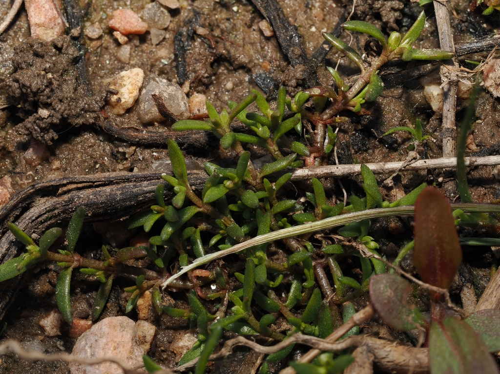 Crassula longipes