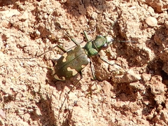 Cicindela sylvicola