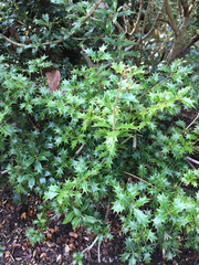 Osmanthus