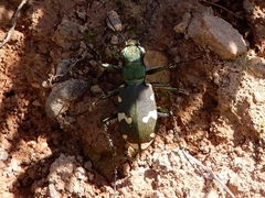 Cicindela sylvicola