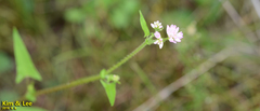 Persicaria senticosa