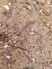 Festuca membranacea, photograph Jonathan Hughes, CC0, iNaturalist via GBIF