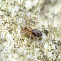 Liocranum rupicola