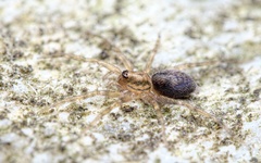 Liocranum rupicola