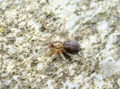 Liocranum rupicola