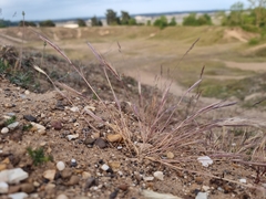 Festuca membranacea, photograph Jonathan Hughes, CC0, iNaturalist via GBIF