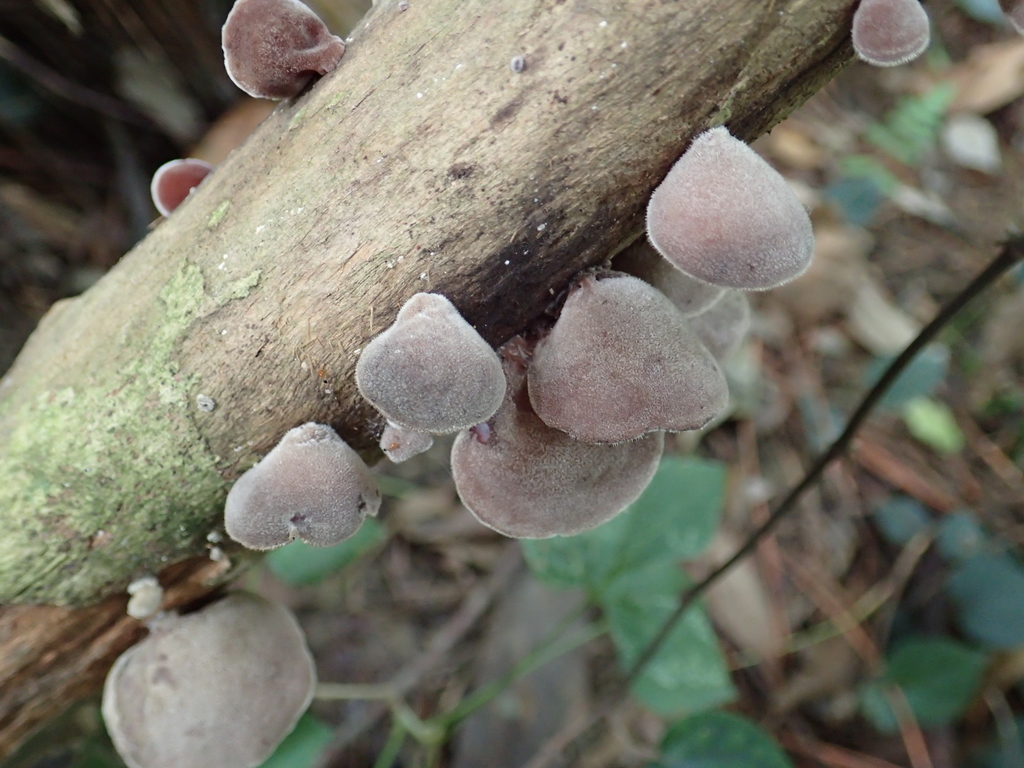 Auricularia polytricha · August 2019 · photo: © leaf0605 (iNaturalist, cc0)