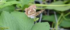 Limenitis helmanni