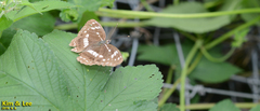 Limenitis helmanni