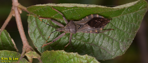 Isyndus obscurus