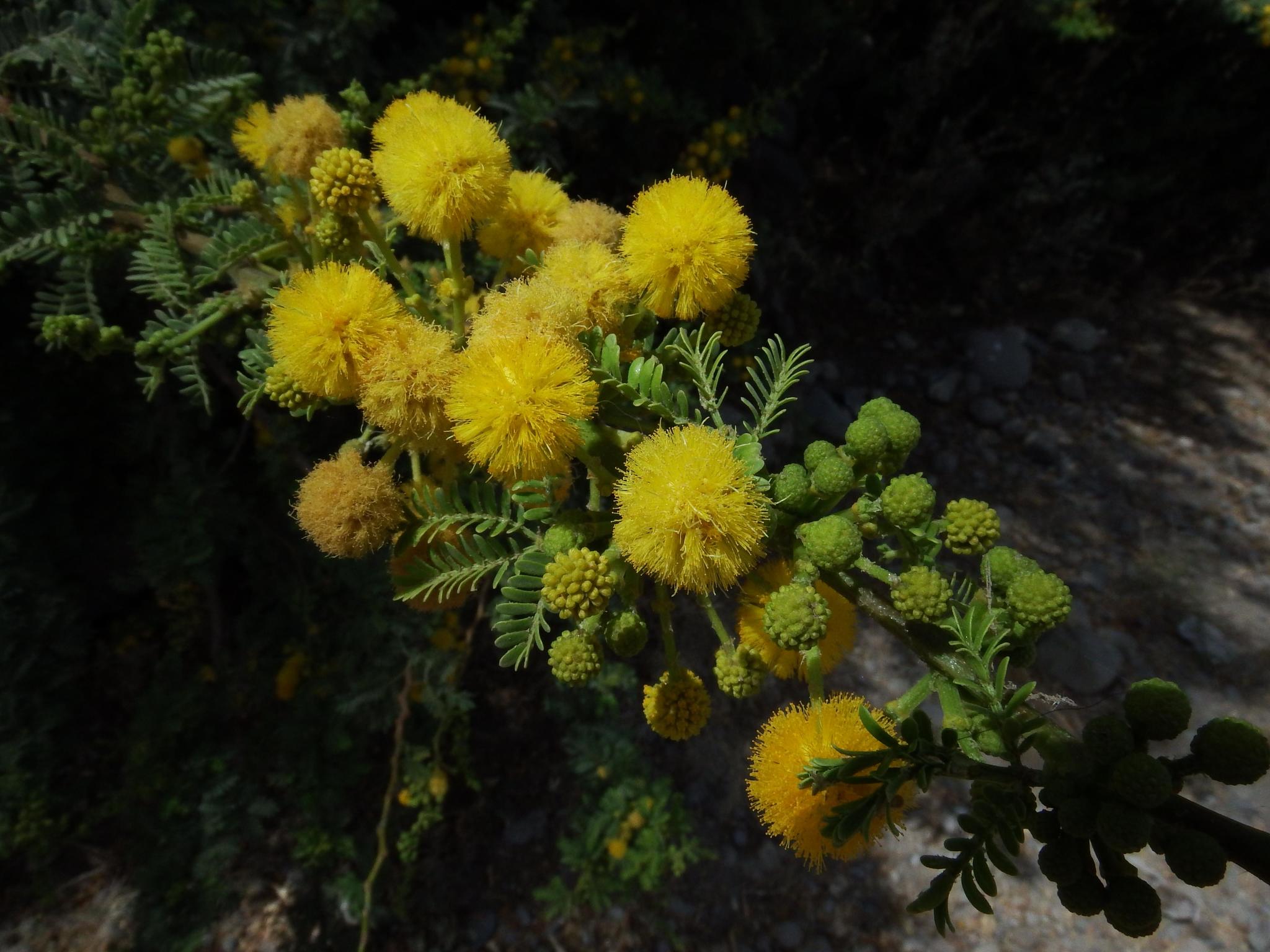 Vachellia