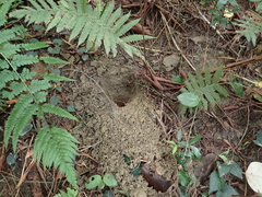 Manis pentadactyla pentadactyla