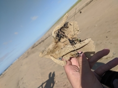 Isodictya deichmannae