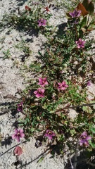 Diascia elongata