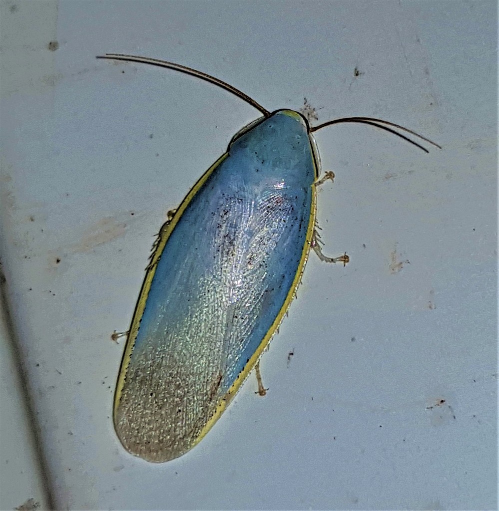 Panchlora aurora