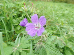 Geranium sylvaticum
