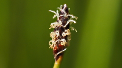 Eleocharis parishii