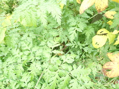 Anthriscus sylvestris