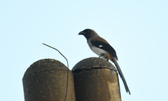 Dendrocitta formosae formosae