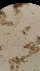 Naviculales
