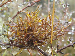 Korthalsella clavata