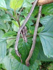 Uropeltidae