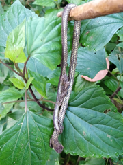 Uropeltidae