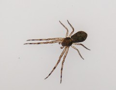 Tmarus angulatus