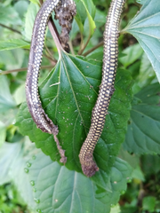 Uropeltidae