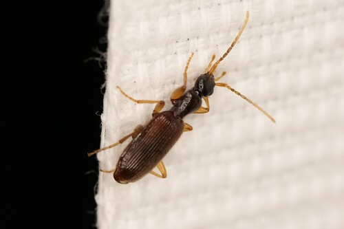 Pseudaptinus lecontei