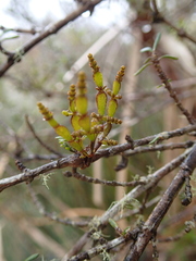 Korthalsella clavata