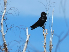 Corvus corax kamtschaticus